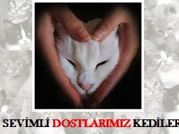 SEVİMLİ  DOSTLARIMIZ  KEDİLER