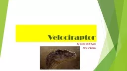Velociraptor By Zane and Ryan