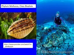 Phylum Mollusca, Class  Bivalvia