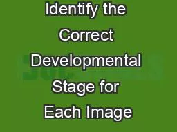 Identify the Correct Developmental Stage for Each Image