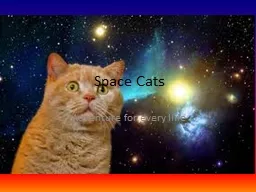 Space Cats Adventure for every