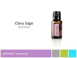 Clary Sage Salvia Sclarea