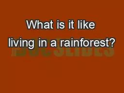 What is it like living in a rainforest?
