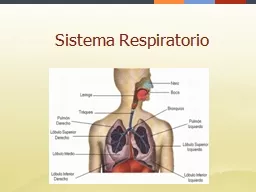 Sistema Respiratorio Conjunto de órganos que se encargan del transporte e intercambio gaseoso, des