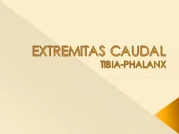 EXTREMITAS CAUDAL TIBIA-PHALANX