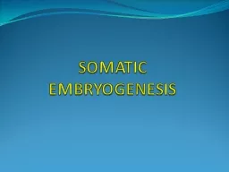 PPT-SOMATIC EMBRYOGENESIS HISTORY