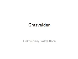 Grasvelden Onkruiden/ wilde flora