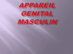 APPAREIL GENITAL MASCULIN