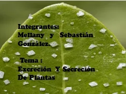 Integrantes:   Mellany