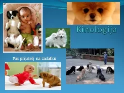 PPT-Kinologija Pas prijatelj na zadatku