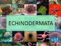 ECHINODERMATA Ciri-ciri Berasal