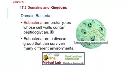 Domain Bacteria Eubacteria