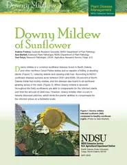 Plant Disease Management NDSU Extension Service Andrew