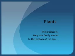 Plants The producers,  Many are firmly rooted