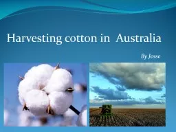 By Jesse  Harvesting cotton in  Australia