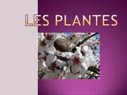 LES PLANTES CLASSIFICACIÓ DE LES PLANTES