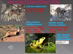 ANIMALES EN EXTINCIÓN Lobo rojo (