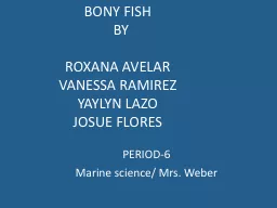 BONY FISH   BY ROXANA AVELAR