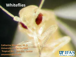Whiteflies Catharine  Mannion, Ph.D.