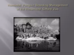 Humboldt Penguin  Breeding Management