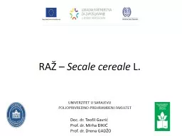 RAŽ –  Secale cereale