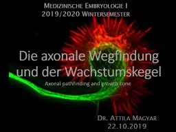 Die  axonale   Wegfindung