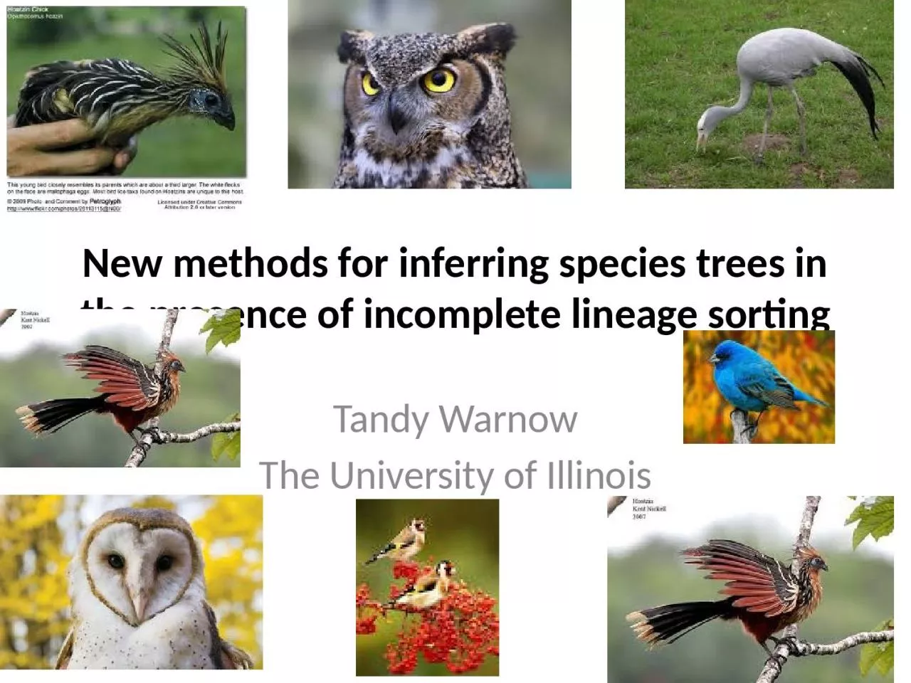 PPT-New methods for inferring species trees in the presence of incomplete lineage sorting