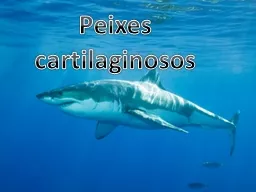 Peixes cartilaginosos Os 