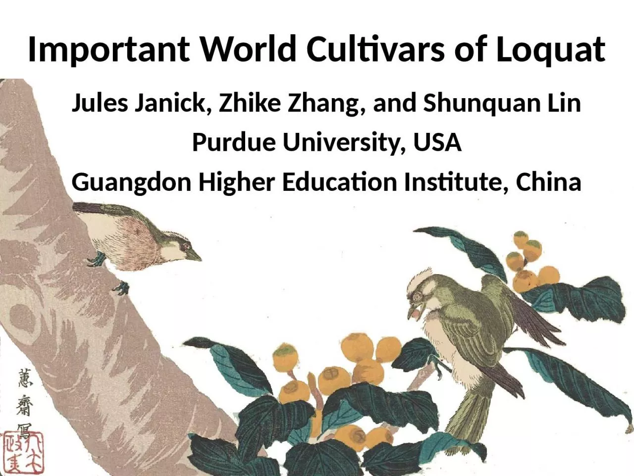 PPT-Important World Cultivars of Loquat