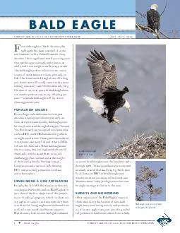 bald eagle ound throughout North America the bald eagl