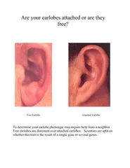 re your earlobes attached or are they free To determin