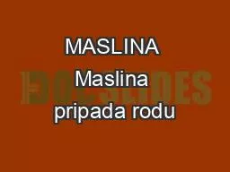 MASLINA Maslina pripada rodu