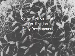 Sperm Cell Structure Fertilization