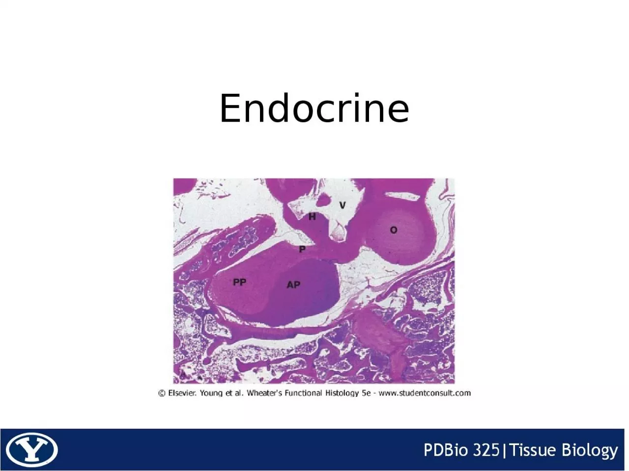 PPT-Endocrine