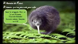 L’histoire  de Kiwi: L’oiseau