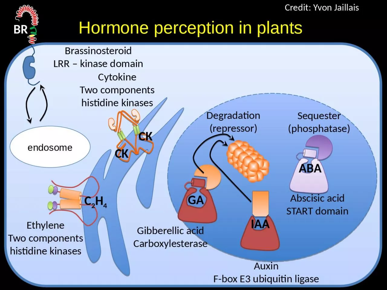 PPT-Hormone perception in plants