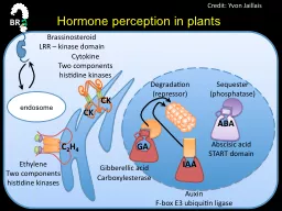 Hormone perception in plants