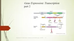 Gene  Expression:  Transcription