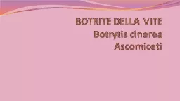 BOTRITE DELLA VITE Botrytis