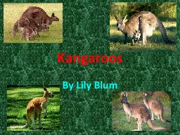 By Lily Blum Kangaroos Table of Contents