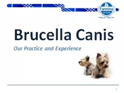 1 Brucella Canis Our Practice and Experience