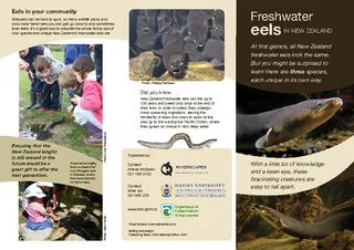 Freshwater eels At rst glance all New Zealand freshwat