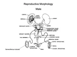 Reproductive Morphology Male