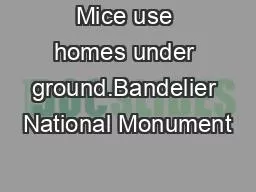 Mice use homes under ground.Bandelier National Monument