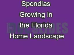Spondias Growing in the Florida Home Landscape