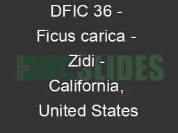 DFIC 36 - Ficus carica - Zidi - California, United States
