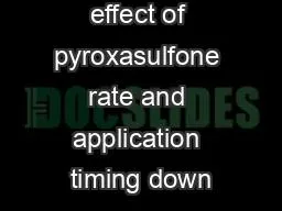 Determine the effect of pyroxasulfone rate and application timing down
