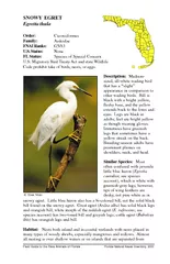 Description Medium sized allwhite wading bird that has