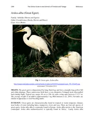 Ardea alba Great Egret Family Ardeidae Herons and Egre