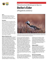 Status The Alaska breeding population of Stellers eide